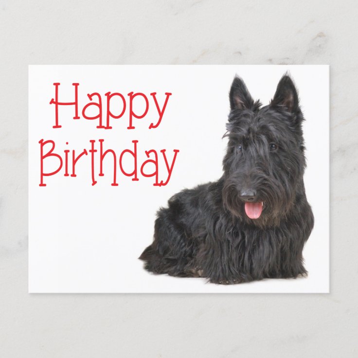 Happy Birthday Scottish Terrier Puppy Postcard | Zazzle