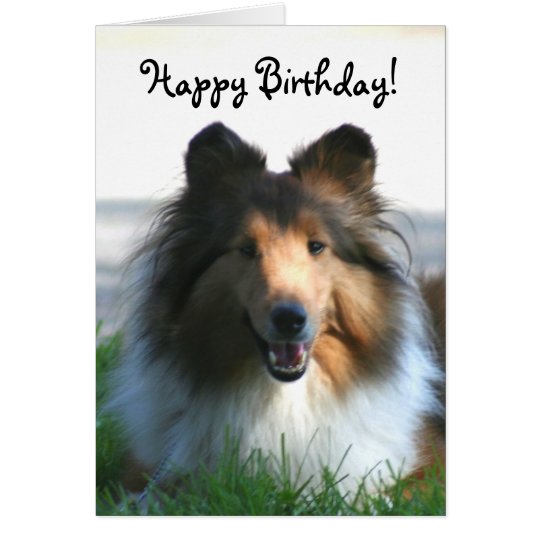 Happy Birthday Shetland Sheepdog greeting card | Zazzle