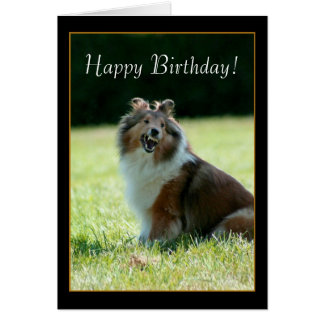 Shetland Sheepdog Birthday Cards | Zazzle