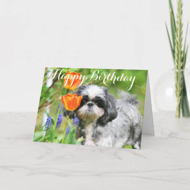 Happy Birthday Shitzu Girl Greeting Card (Front)