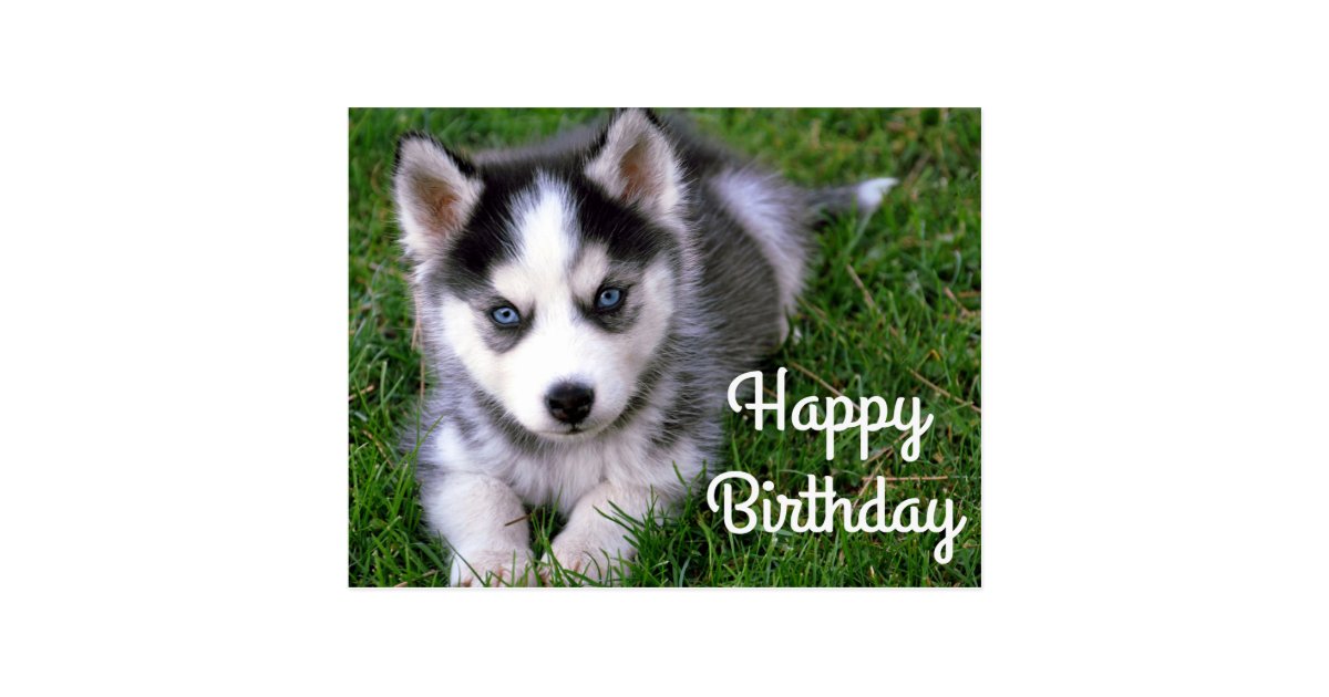 Image Result For Siberian Husky Size