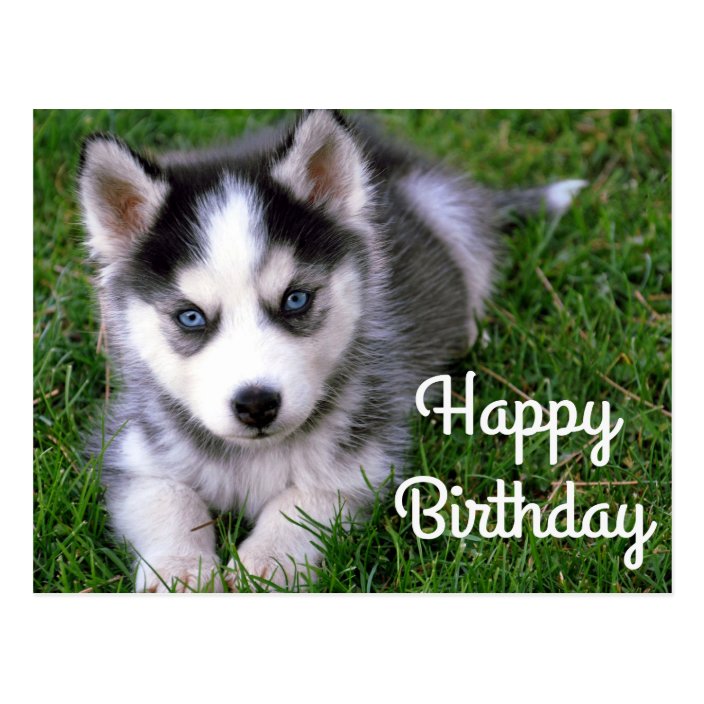 happy siberian husky