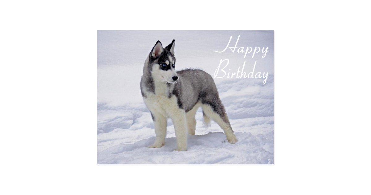 Happy Birthday Siberian Husky Puppy Dog Post Card Zazzle Com