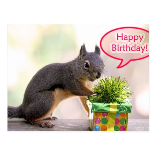 Happy Birthday Squirrel Postcard | Zazzle