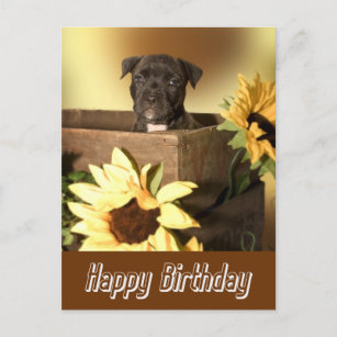 Happy Birthday Staffordshire Terrier Dog Post Card