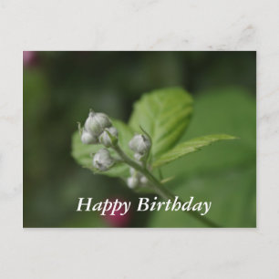 Happy Birthday, summer wild raspberry flower buds Postcard