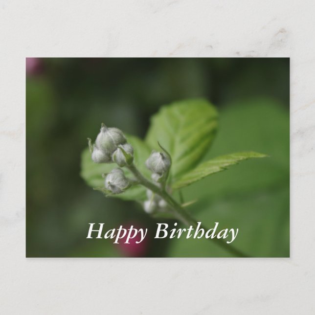 Happy Birthday, summer wild raspberry flower buds Postcard (Front)