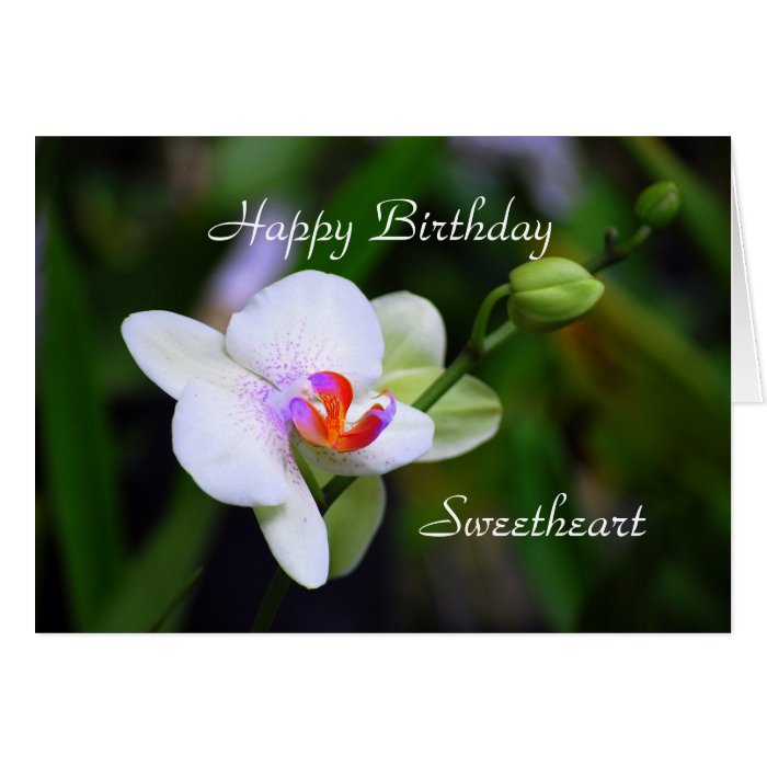 Happy Birthday Sweetheart Phalaenopsis Orchid Card