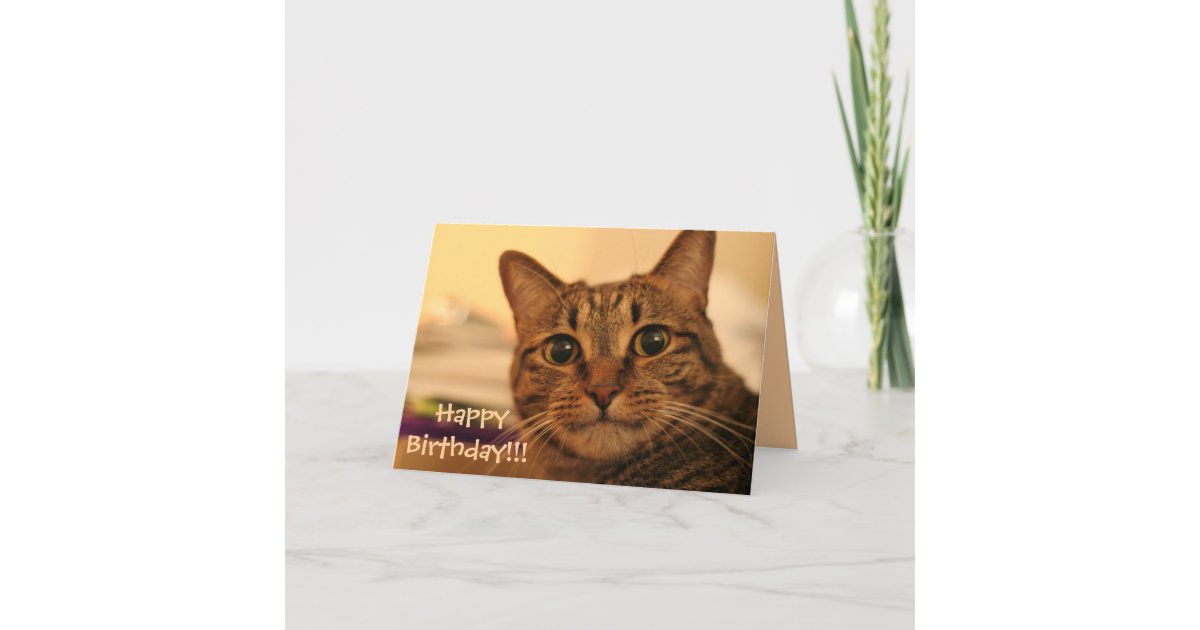 Happy Birthday Tabby Cat Card | Zazzle.com