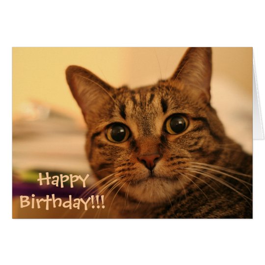 Happy Birthday Tabby Cat Card | Zazzle.com