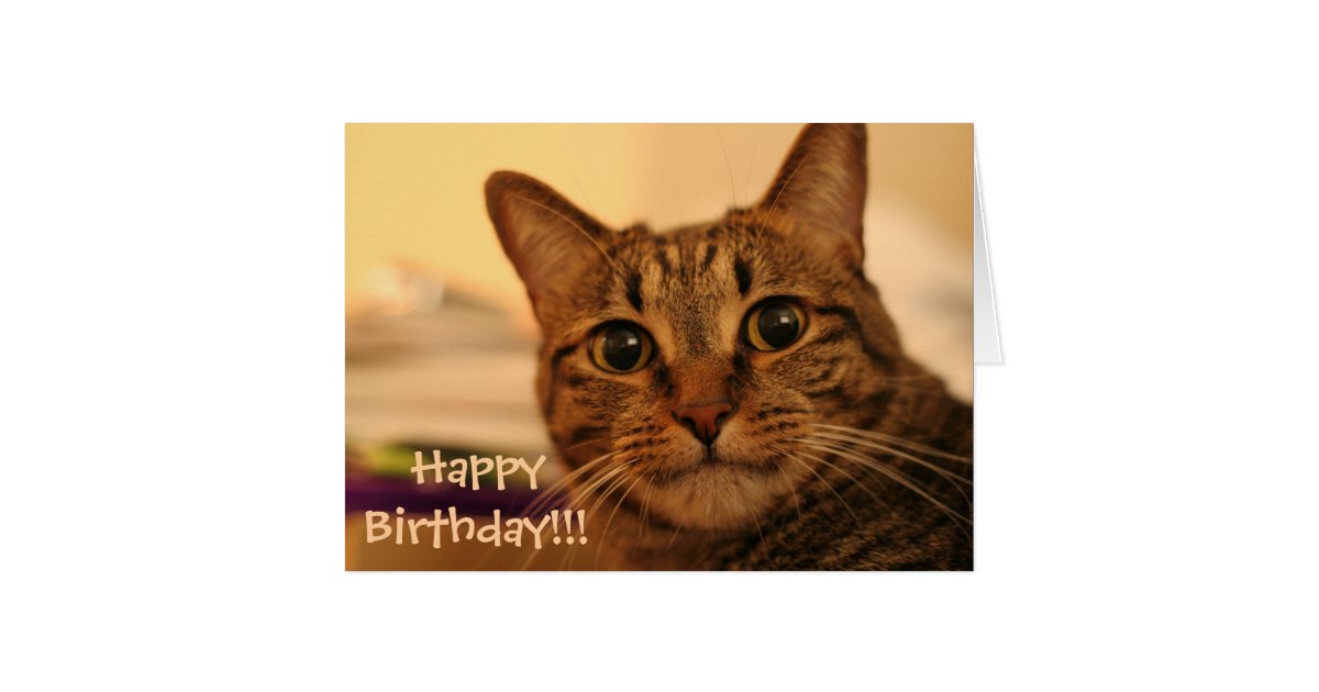 Happy Birthday Tabby Cat Card | Zazzle