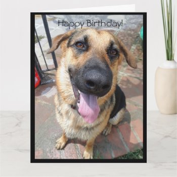 Happy Birthday To A Young Pup German Shepherd Card by busycrowstudio at Zazzle