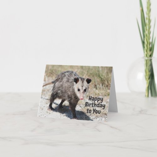 Happy Birthday to You Cute Opossum Walking 