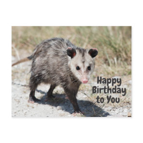 Happy Birthday to You Cute Opossum Walking  Postcard