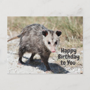 Happy Birthday to You Cute Opossum Walking Postcard