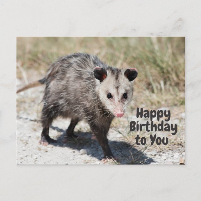 Happy Birthday to You Cute Opossum Walking  Postcard (Front)