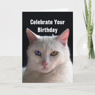 Happy Birthday Turkish Angora Cat Card