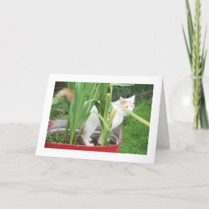 HAPPY BIRTHDAY - TURKISH VAN LOVING WISHES CARD