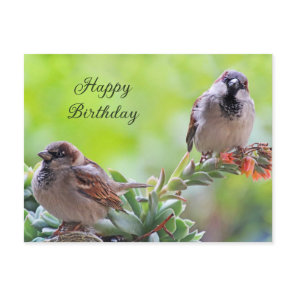 Happy Birthday Two Cute Sparrow Birds  Postcard
