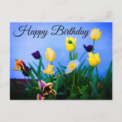Happy Birthday Various Tulips 2 Postcard