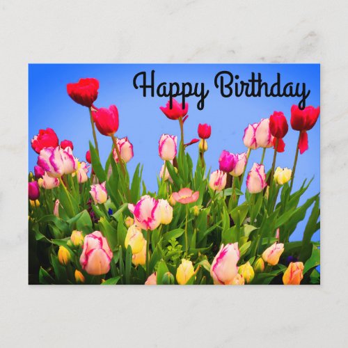 Happy Birthday Various Tulips 3 Postcard