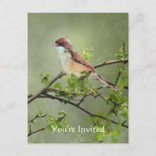 Happy Birthday Watercolor Whitethroat Bird theme Invitation