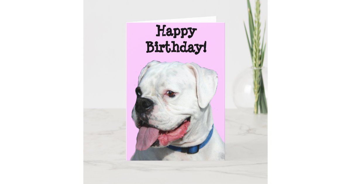 happy birthday white boxer dog