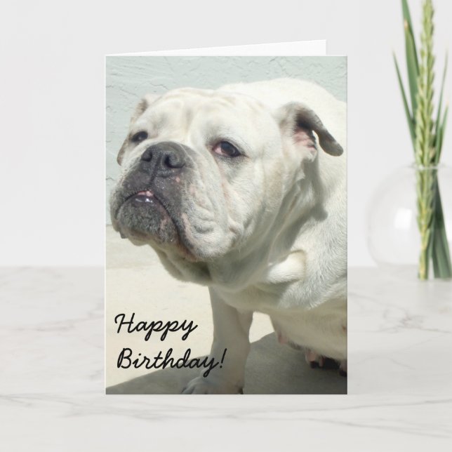 Happy Birthday White Bulldog greeting card (Front)