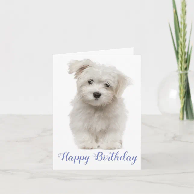 Happy Birthday White Maltese Puppy Dog Blue Card | Zazzle
