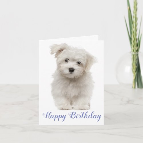 Happy Birthday White Maltese Puppy Dog Blue Card