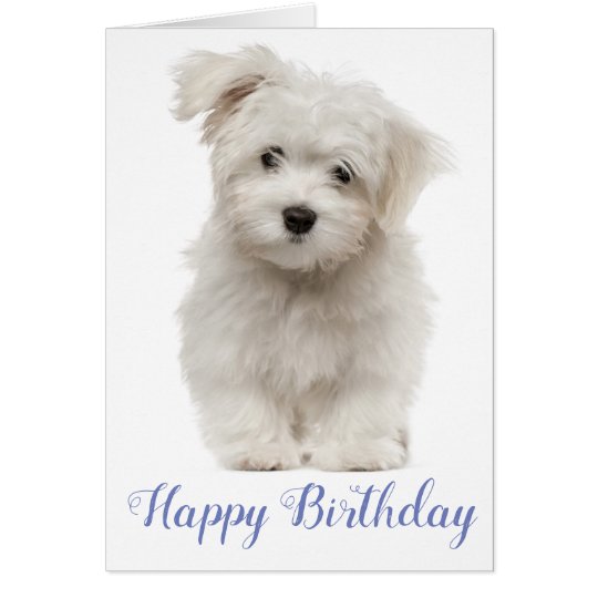 Happy Birthday White Maltese Puppy Dog Blue Card | Zazzle.com