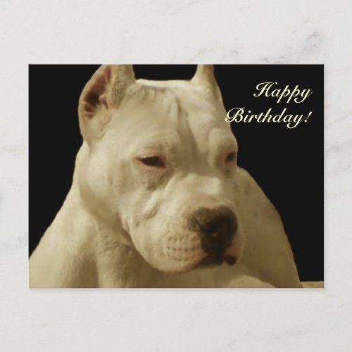 Happy Birthday White pitbull postcard