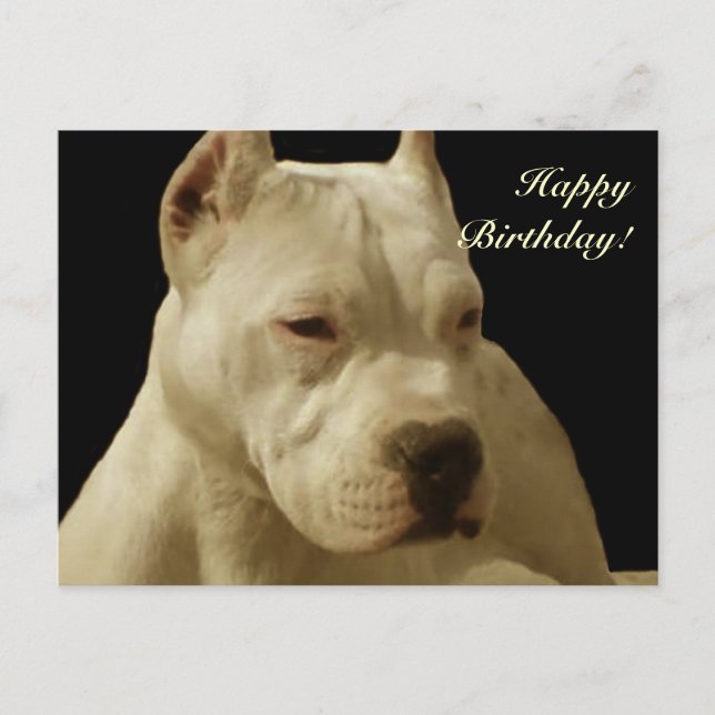 Happy Birthday White pitbull postcard (Front)
