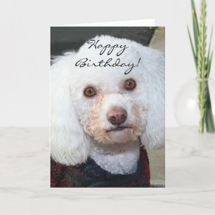 Happy Birthday White Poodle greeting card