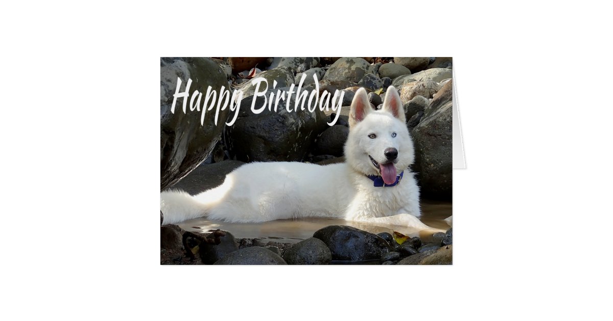 Happy Birthday White Siberian Husky Puppy Dog Card