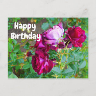 Happy Birthday Wild Blue Yonder Rose #1 Postcard