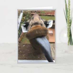 Happy Birthday Wildlife Kiss Holiday Card