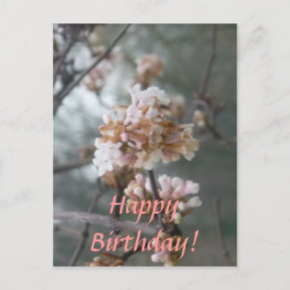 Happy Birthday! (Winter Blossom) Postcard