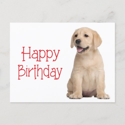 Happy Birthday Yellow Labrador Retriever Postcard