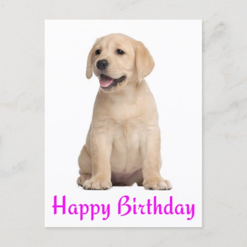 Happy Birthday Yellow Labrador Retriever Postcard