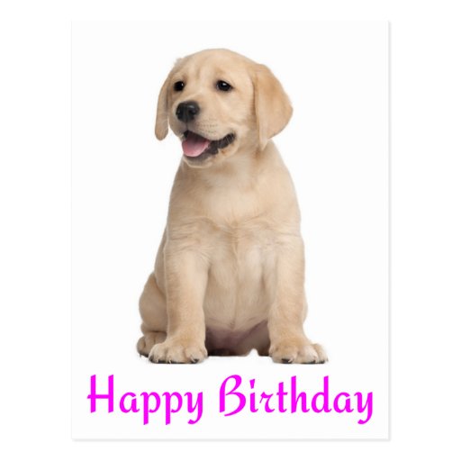 Happy Birthday Yellow Labrador Retriever Postcard | Zazzle