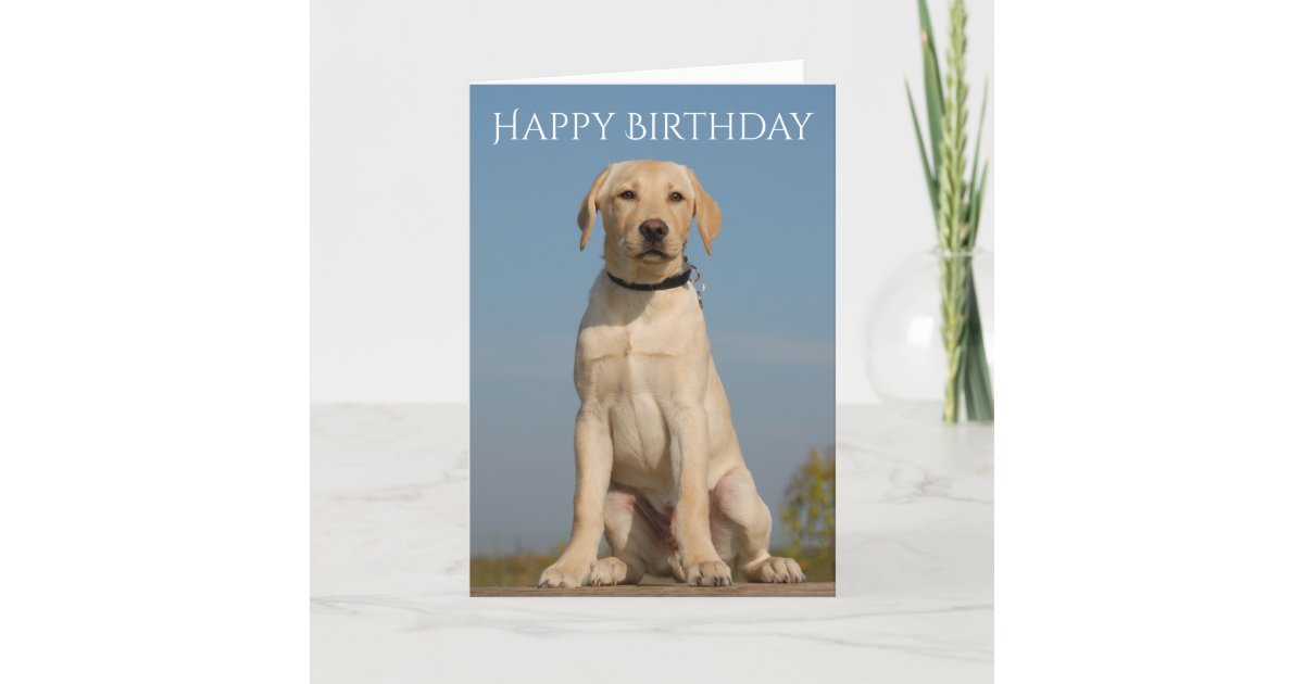 Happy Birthday Yellow Labrador Retriever Puppy Dog Card Zazzle Com