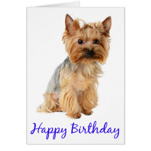 Yorkie Birthday Cards - Greeting & Photo Cards | Zazzle