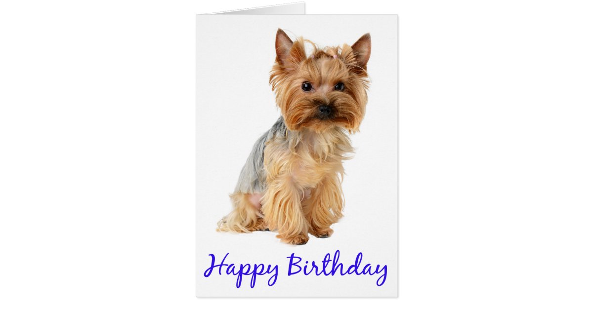 Elegant 70 Happy Birthday Yorkie Card