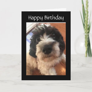 HAPPY *BIRTHDAY* YOU MAKE MY TAIL WAG CARD