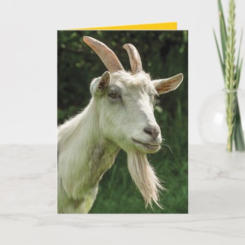 Happy Birthday, You Old Goat- Goat with a Goatee