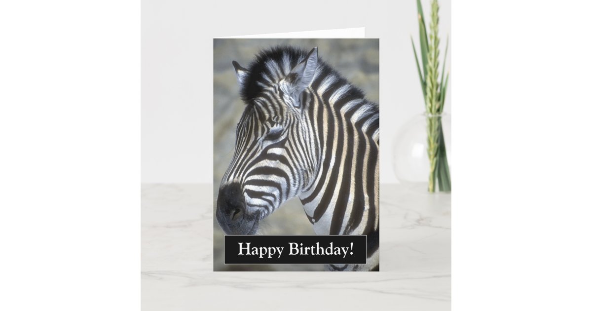 Happy Birthday Zebra Card Zazzle
