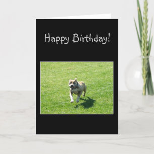 Happy Bithday Pitbull Card
