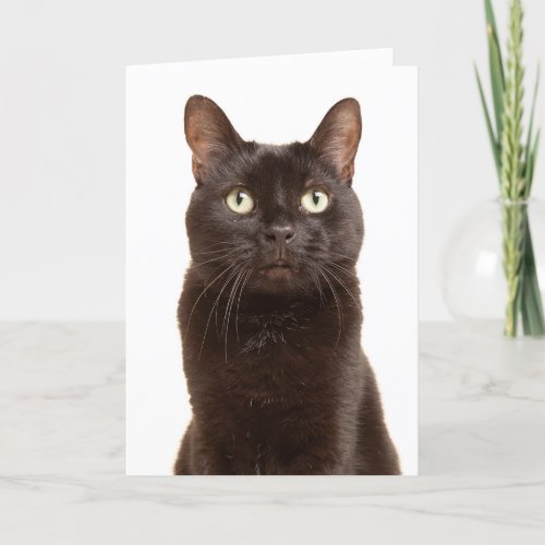 Happy Black Cat Appreciation Day Holiday Card