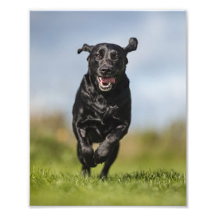 Happy Black Labrador Retriever Running Photo Print